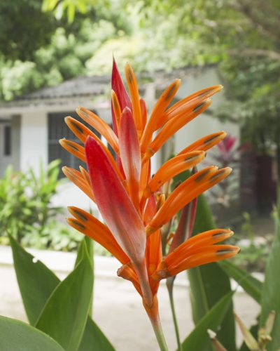 Heliconia