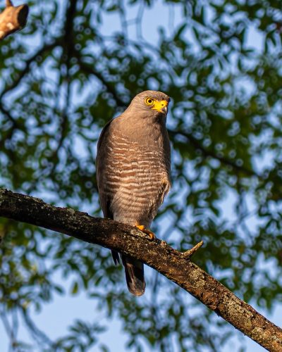 Gavilán Pollero (Rupornis Magnirostris) 1